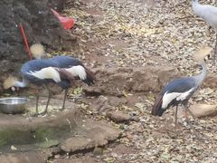 -昆明动物园