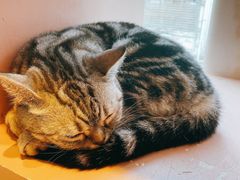 -猫儿山۰猫主题餐厅