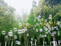 -合肥滨湖国家森林公园