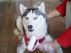 -Husky Go! 哈士奇体验馆·宠物咖啡厅狗咖