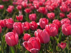 -廊坊文化艺术中心