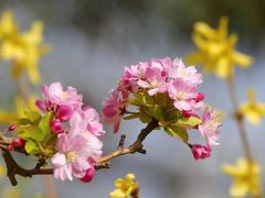 -海棠花溪(元大都城垣遗址公园)