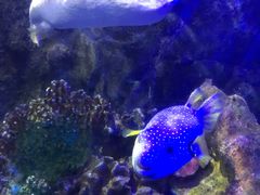 -太平洋海底世界