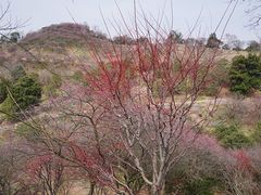 -新建村梅花