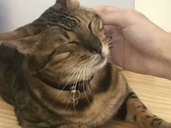 -李小姐の猫咖啡馆(五角场店)