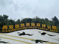 -西双版纳原始森林公园