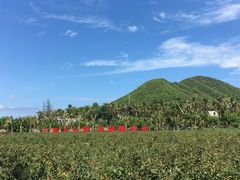 -亚龙湾国际玫瑰谷
