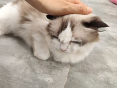 -楼上猫咖(罗湖店)