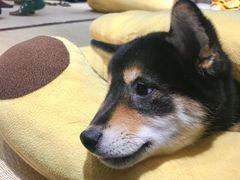 -逗柴咖啡屋·狗咖猫咖宠物桌游