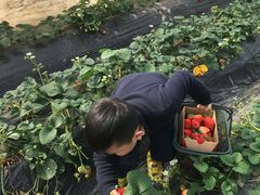 -小鱼草莓采摘园农家乐·小鱼餐厅
