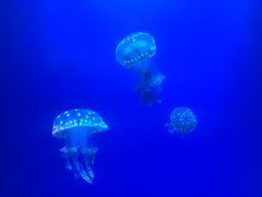 -福州罗源湾海洋世界旅游区