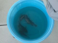 -鑫艋游艇海钓俱乐部