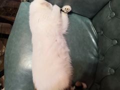 -猫色咖啡·猫咖