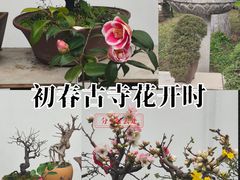 -凤凰寺