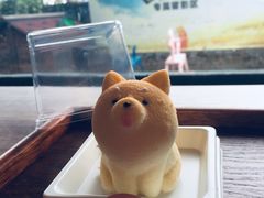 柴犬蛋糕-柴犬高等学院·狗咖·柴犬售卖·宠物训练