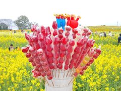 -三圣花乡旅游区