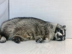 -浣熊柯尔鸭土拨鼠·电玩咖