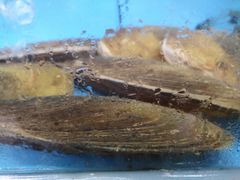 带子-龙溪海鲜酒家(溪涌店)