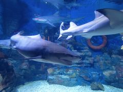 -烟台海昌鲸鲨海洋公园