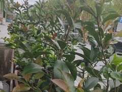 -徽珍源(龙茗路店)