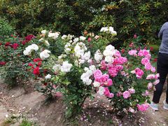 -上海共青森林公园