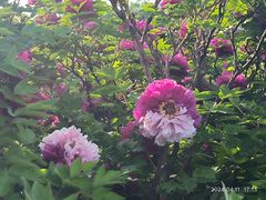-洛阳市隋唐城遗址植物园