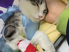 -美联众合爱康动物医院•复杂内科•肿瘤科•牙科•腔镜诊疗中心