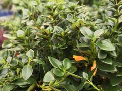 -龙大花卉苗木市场