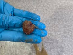 -乖乖宠物医院·猫科·骨科·24小时(云岗分院)