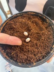 -Moni星球萌宠·小马宝莉·灵蛇·高端高阶全萌宠互动体验俱乐部(红豆国际广场店)