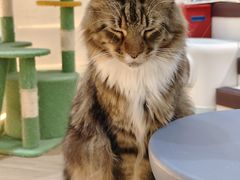 -COLOR PETS 撸猫馆·购猫·猫咖(长风大悦城店)