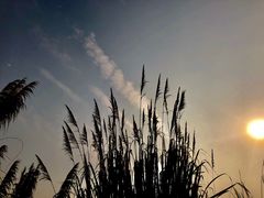 -白鹭湾湿地公园