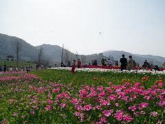 -径山花海