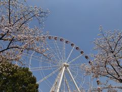 -顾村公园