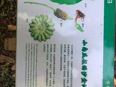 -中国科学院西双版纳热带植物园