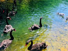 -长白岛森林公园