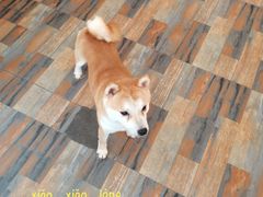 -柴源莊·柴小宠柴犬咖啡