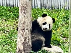 -卧龙中华大熊猫苑神树坪基地