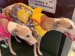 -顺强宠物诊所·狂犬免疫·夜诊·骨科(嘉定店)