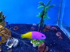 -芜湖新华联大白鲸海洋公园