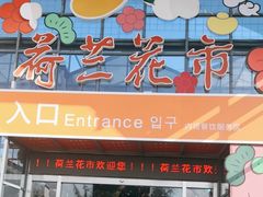 -荷兰花海