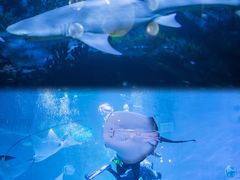 -烟台海昌鲸鲨海洋公园