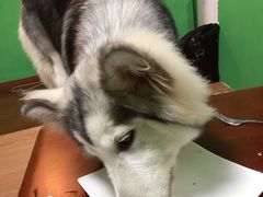 -李小姐の猫咖啡馆(五角场店)