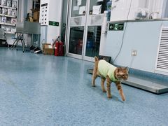 -北京赛佳动物医院