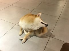 -柴务处·柴犬主题狗咖