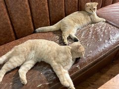 -猫小院猫主题餐厅(三里屯店)