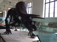 -美国自然历史博物馆