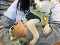 -瑞派申生动物医院·24H夜诊·国际动物医疗中心·骨外科(吴中路店)