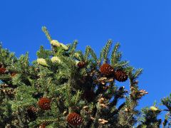 -北京西山国家森林公园