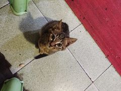 -鸿顺老铁锅美蛙鱼府(解放碑店)